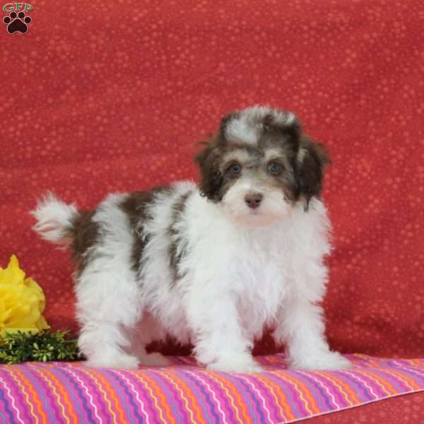Parrot, Toy Poodle Puppy
